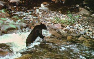 Vintage Postcard 1968 Smoky Mountain Black Bear In Mountain Stream National Park