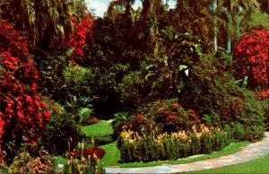 Florida St Petersburg Scene In Sunken Gardens