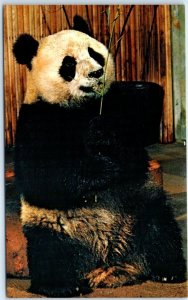 Ling Ling, Female Giant Panda, National Zoological Park - Washington, D. C.