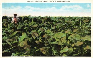 Vintage Postcard The Tobacco Field Largest Producer Of Burley Tobacco In Old KY