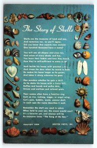 1956 THE STORY OF SHELLS SEASHELLS ZEBULON GA ST SIMMONS ISLAND POSTCARD P1665