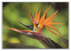 Postcard Bird Of Paradise Hawaii Continental View