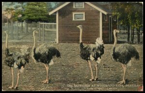 The Ostriches at Woodland Park, Seattle, WA