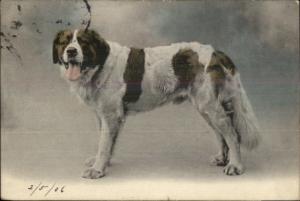 St. Bernard Dog c1905 French Postcard