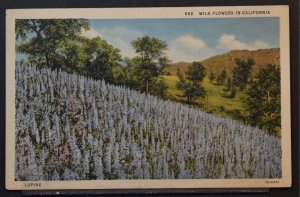 Wild Flowers in California - Lupine