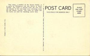 FL - Miami. Traveler's Tree