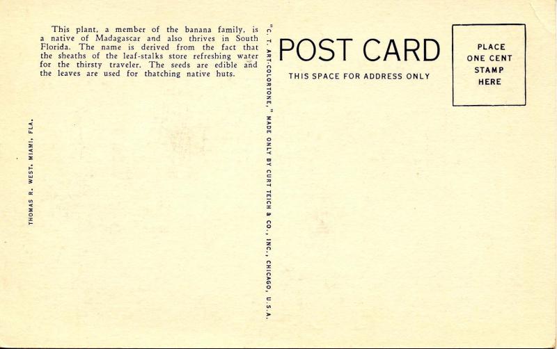 FL - Miami. Traveler's Tree