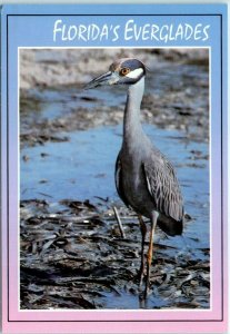 M-12774 The Yellow-Crowned Night Heron Florida's Everglades