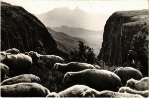 PC CPA ANGOLA / PORTUGAL, SERRA DA CHELA, Vintage REAL PHOTO Postcard (b21630)