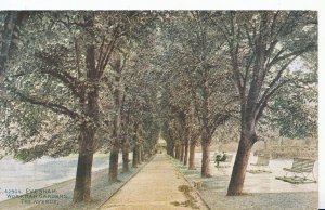 Worcestershire Postcard - Evesham - Workman Gardens - The Avenue    ZZ3688