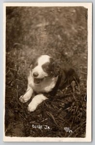 RPPC Cute Sheep Dog Puppy Clyde JR Lyon Photo c1910 Postcard S27