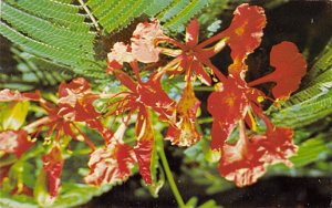 Flamboyant Blossoms Antigua, West Indies Unused 