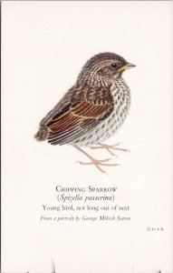 Bird Chipping Sparrow George Miksch Sutton Art Cranbrook Institute Postcard H40