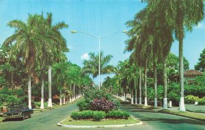 Panama City Federico Boyd Avenue Palm Trees Vintage Postcard Mike Roberts