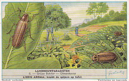 Liebig S1689 Parasitic Insects In Agriculture No 6 Grijze Boktor - Olmenkever