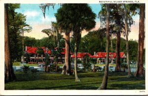 Florida Silver Springs Beautiful View Curteich