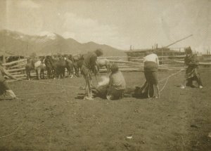 America Postcard - Branding Horses c1905, Taos, New Mexico (Repro)  RR9300