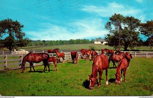 Iowa Greetings From Stuart Grazing Horses 1965