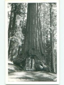 Pre-1950 rppc NICE VIEW Yosemite National Park - By Stockton & Modesto CA W0649