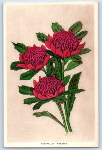 Australian Waratah Postcard Red Crimson Flower 1935 Posted Vintage