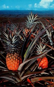 Hawaii Pineapple Field With Ripe Pineapples