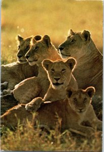 African Wildlife Lion Family Postcard Posted