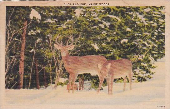 Buck And Doe Maine Woods