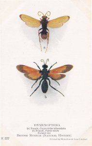 Hymenoptera Pepsis Nitida Cryptochilus Rare Old Insect Postcard