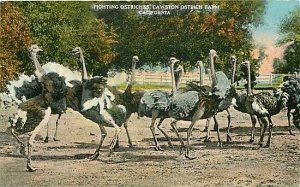 CA, South Pasadena, California, Cawston Ostrich Farm, Fighting Ostriches,Tichnor