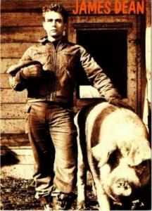 James Dean in Fairmount Indiana with Pig Postcard
