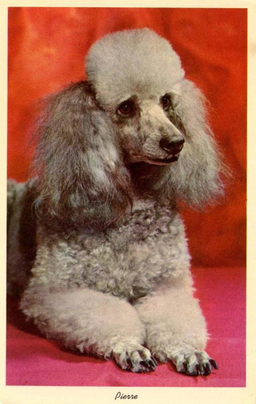 Silver Poodle - Pierre