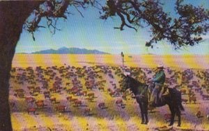 White Faced Hereford Cows Under The Watchful Eye Of The Ranch Hand In The West