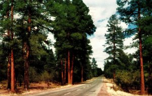 VINTAGE POSTCARD PONDEROSA PINE FOREST ARIZONA HIGHWAY MAILED 1953