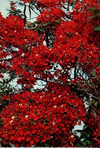 Bahamas Royal Poinciana Tree In Full Bloom