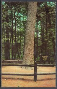 The Monarch Pine Tree,Hartwick Pines Stste Park,Grayling,MI BIN