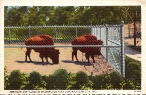 Indiana Michigan City American Buffaloes In Washington Park Zoo Curteich