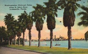 Vintage Postcard 1948 Washington Petticoat Palms St. John River Jacksonville FL