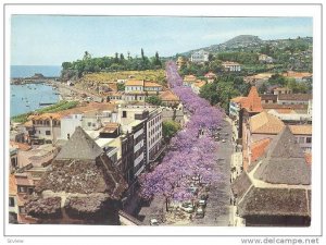 FUNCHAL, Flowering Jacaranda trees in Avenida Arriaga, Madeira, Portugal, 50-70s