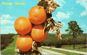 postcard Florida - Orange Groves