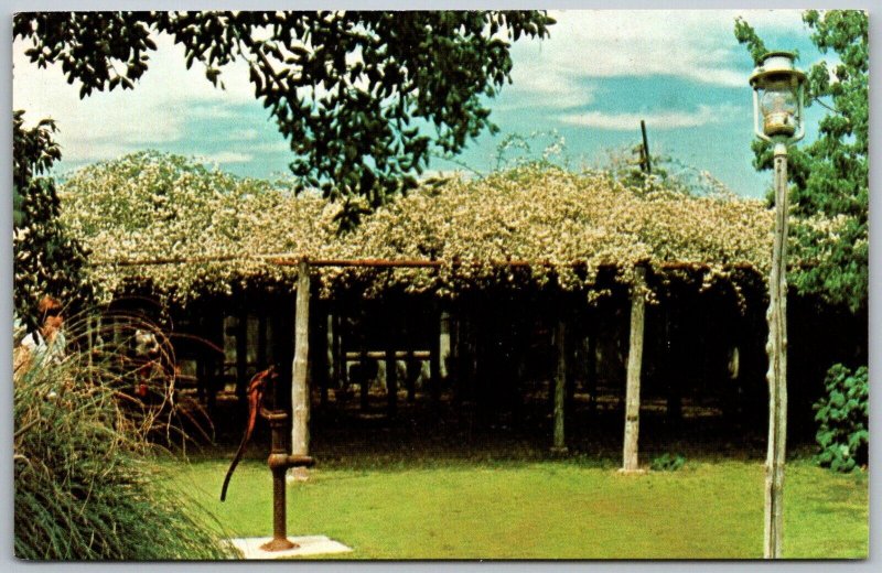 Tombstone Arizona 1970s Postcard World's Largest Rose Bush