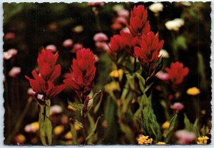 Postcard - Indian Paintbrush, the great Southwest 