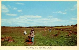 MA - Cape Cod. Cranberry Bog