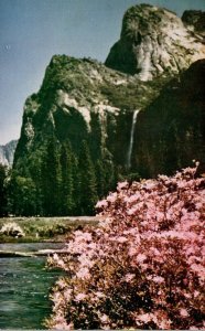 California Yosemite National Park Azaleas In Bloom