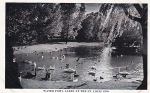 Missouri St Louis Water Fowl Lake St Louis Zoo