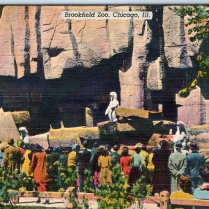 c1940s Chicago, IL Brookfield Zoo Crowd Weird Standing Polar Bear Linen PC A288