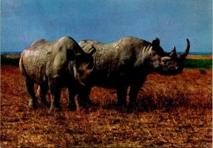 VINTAGE CONTINENTAL SIZE POSTCARD PAIR OF RHINOCEROSES IN KENYA AFRICA + STAMPS