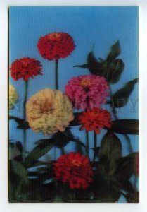 484283 Korea flowers Zinnia lenticular 3D postcard