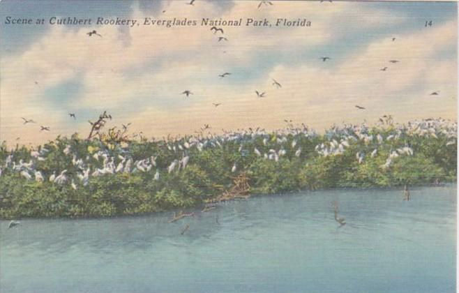 Florida Everglades National Park Scene At Cuthbert Rookery