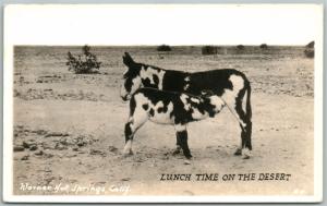 COWS LUNCH TIME on DESERT ANTIQUE REAL PHOTO POSTCARD RPPC PHOTOMONTAGE collage