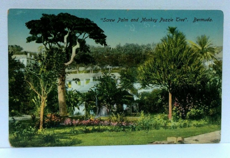 Bermuda Screw Palm And Monkey Puzzle Tree Vintage Postcard